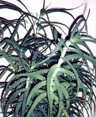 1Aloe.jpg (34776 Byte)