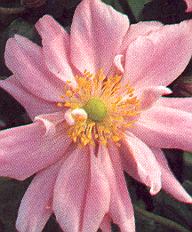 1Anemone.jpg (28084 Byte)