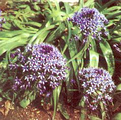 Blaustern.jpg (35143 Byte)