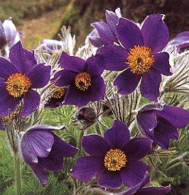 Pulsatilla.jpg (41982 Byte)