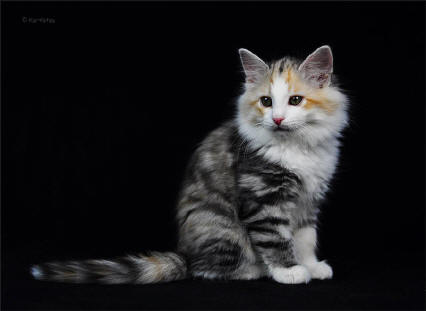 Bjoerk the Fabulous, Siberiancat