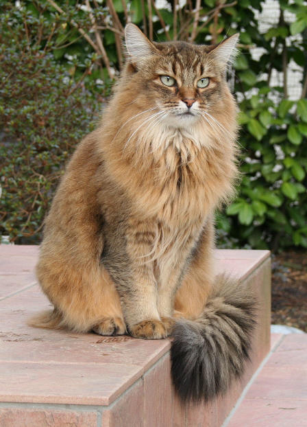 Juri's Caia, sibirische Katze, Siberian