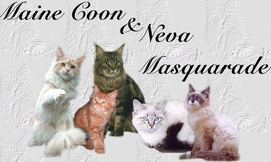 Maine Coon und Neva Masquarade Katzen in verschiedenen Farben