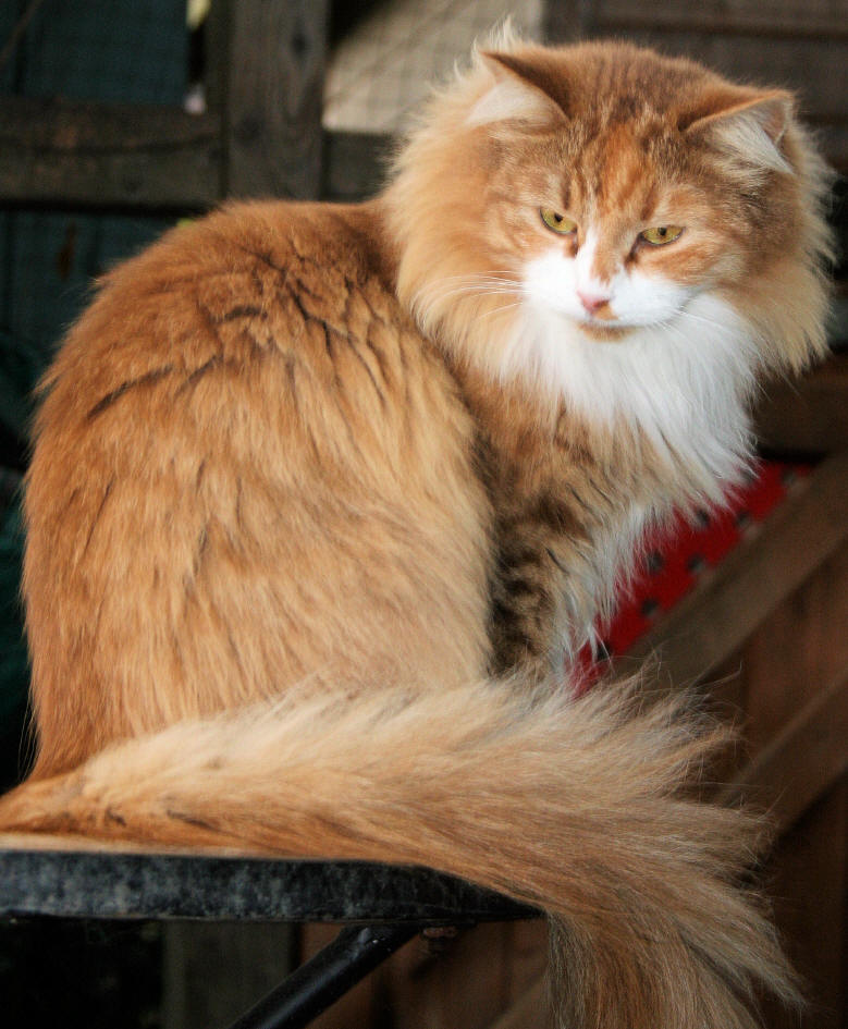 cinnamonmackereltorbiewhite Farberklärung Katze,cat, kat, poes, katt