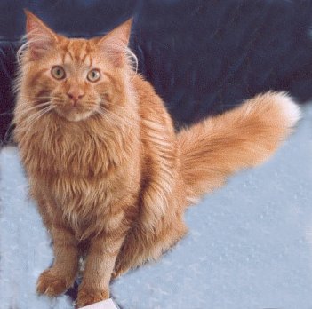 Red Samson the Fabulous, Maine Coon